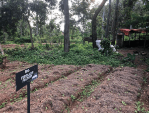 Fighting Climate Change- Agroecology to the rescue?